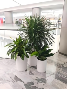 热词聚焦！宁波花木租摆方案超实用